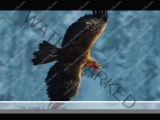 Hak et les aigles bts 15